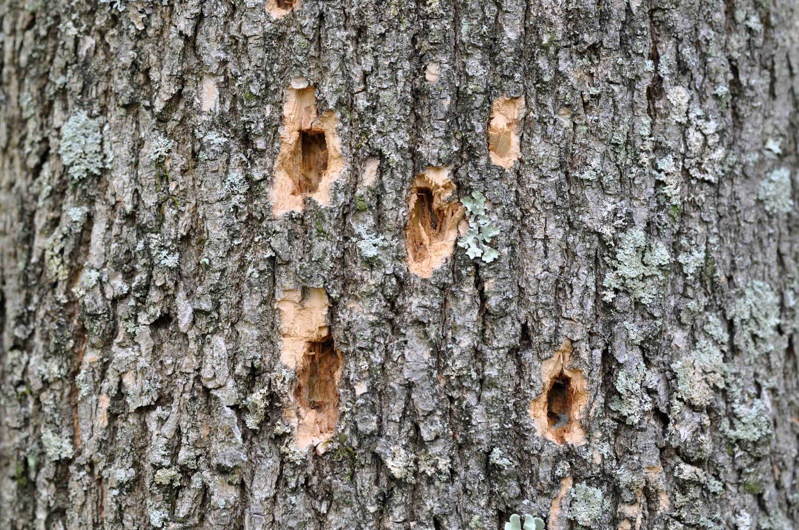 Emerald Ash Borer Control What You Need To Know Liberty Tree