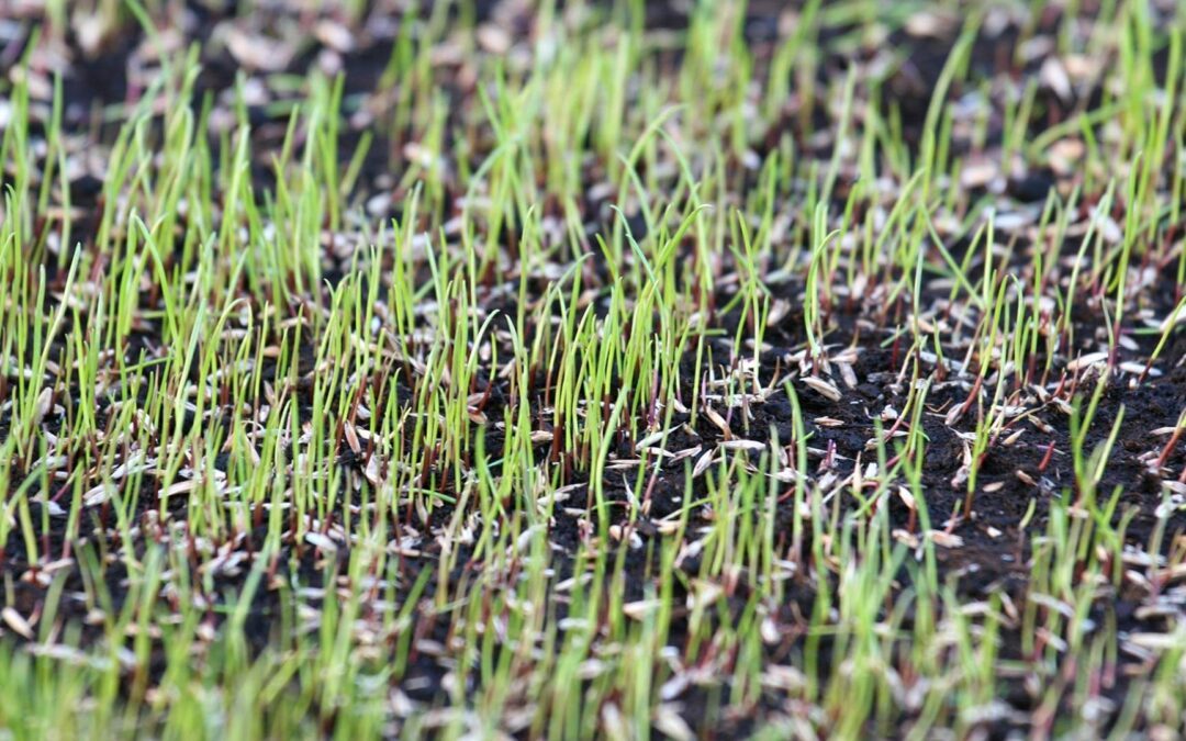 Grass Seed: Why, How & What Kind To Use