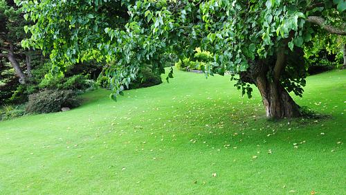 3 Tips for Summer Landscaping