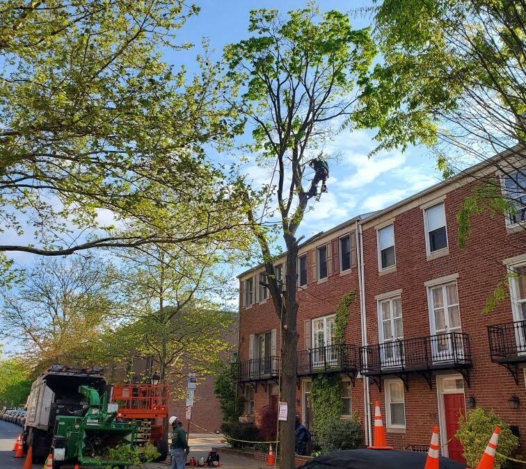 Top 5 Reasons to Hire a Certified Arborist in Philadelphia