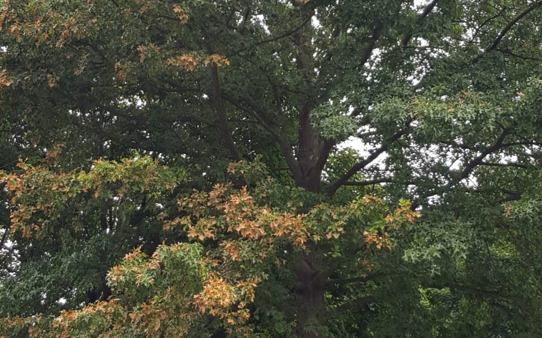 Bacterial Leaf Scorch: Symptoms, Treatment & Tree Care | Liberty Tree & Landscape Management