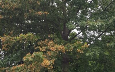 Bacterial Leaf Scorch: Symptoms, Treatment & Tree Care | Liberty Tree & Landscape Management