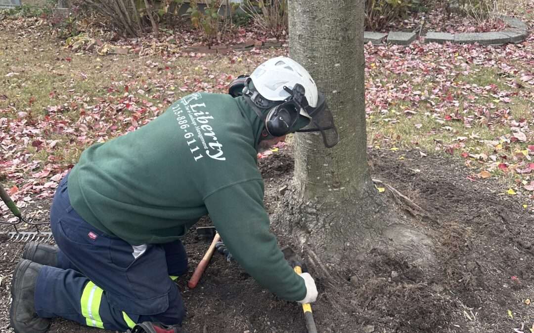 Root Excavation Reveals Tree Health Issues