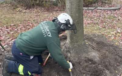 Root Excavation Reveals Tree Health Issues