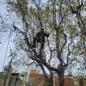 Tree Trimming Birch in Philadelphia after evaluation by Certified Arborist