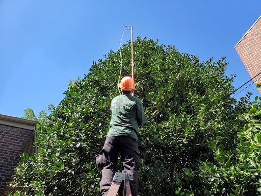 Why Summer Maintenance Pruning is Important for Healthy Trees & Shrubs
