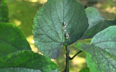 Aphids on Trees & Shrubs: Identification, Damage & Treatment