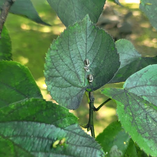 Aphids on Trees & Shrubs: Identification, Damage & Treatment