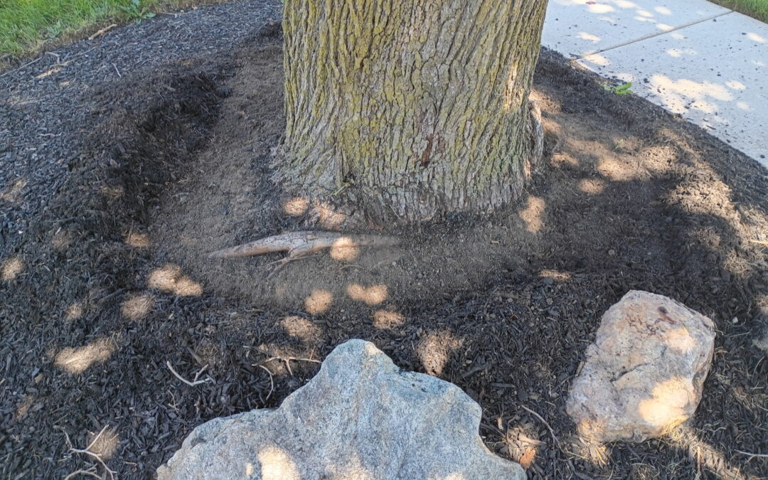 Root Collar Excavation Restores Tree Health