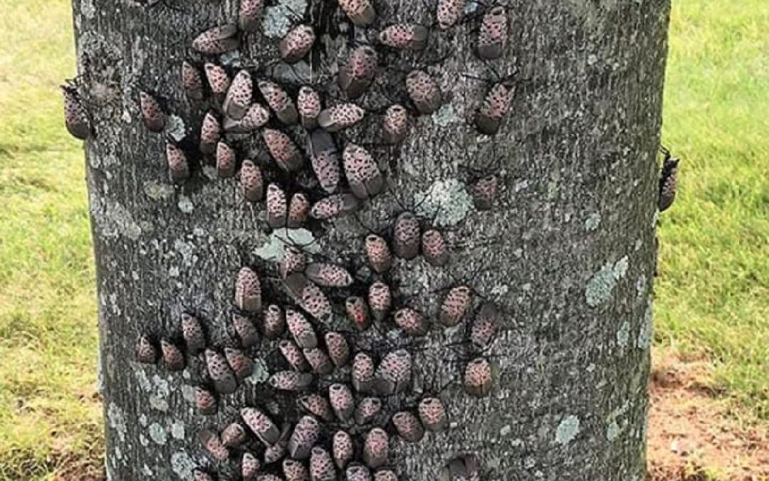 Spotted Lanternfly Treatment & Tree Protection