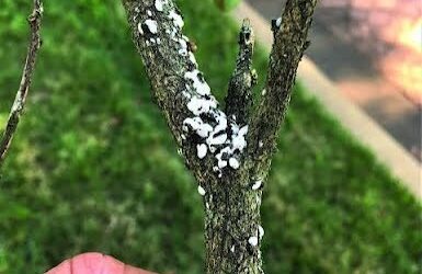 Scale on Trees & Shrubs: Signs, Damage & Treatment