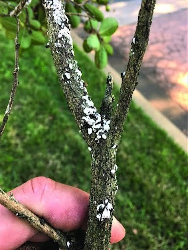 Scale on Trees & Shrubs: Signs, Damage & Treatment