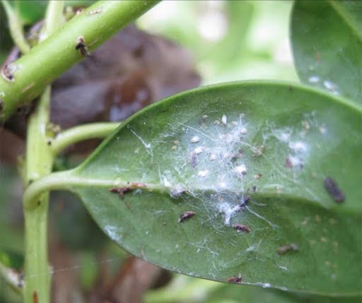 Mosquito Bites Can Cause Illness or Death