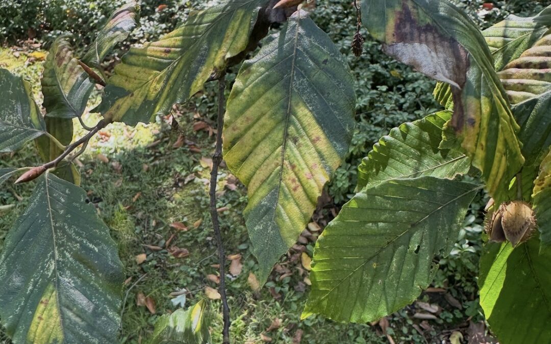 Beech Leaf Disease: Protecting Beech Trees from a Growing Threat