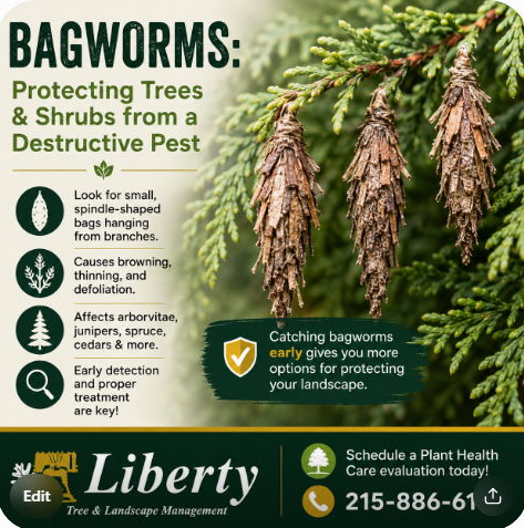 Bagworms Mosquito Bites Can Cause Illness or Death