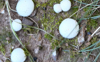 Puffball Mushrooms in Your Lawn: What Homeowners Need to Know