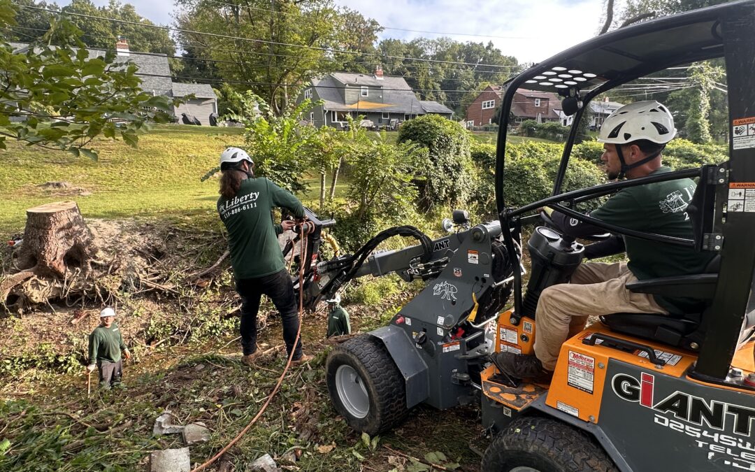 Challenging Tree Removal | Liberty Tree & Landscape