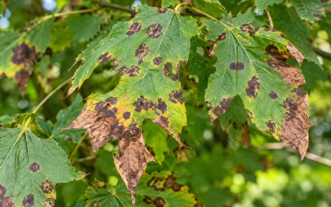 Anthracnose: Protecting Trees from a Common Fungal Disease