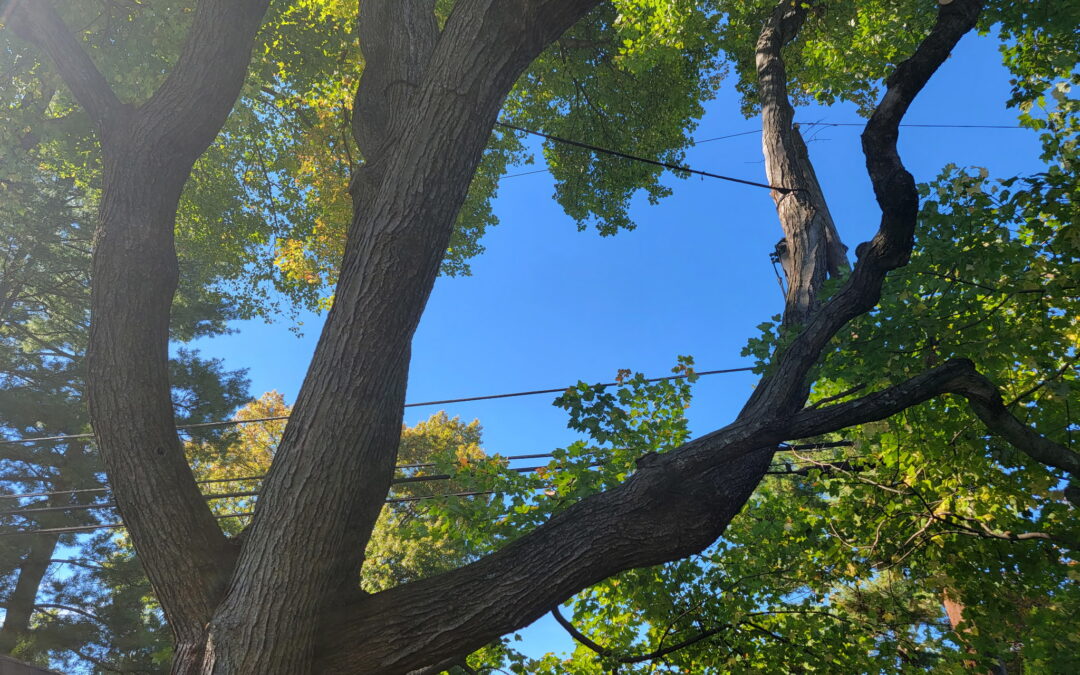 Tree Care Evaluations: Protecting Your Trees and Property Year-Round