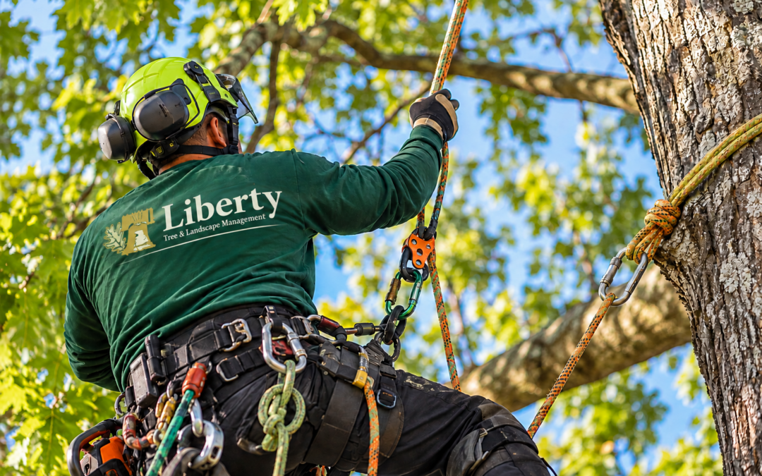 Tree Climbing Rope Techniques | Liberty Tree & Landscape Management